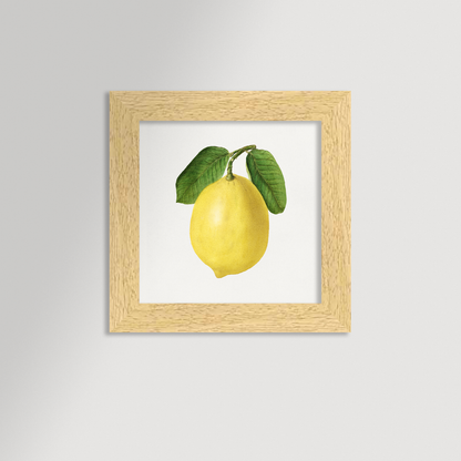 Lemon Illustration Archival Reproduction Art Print