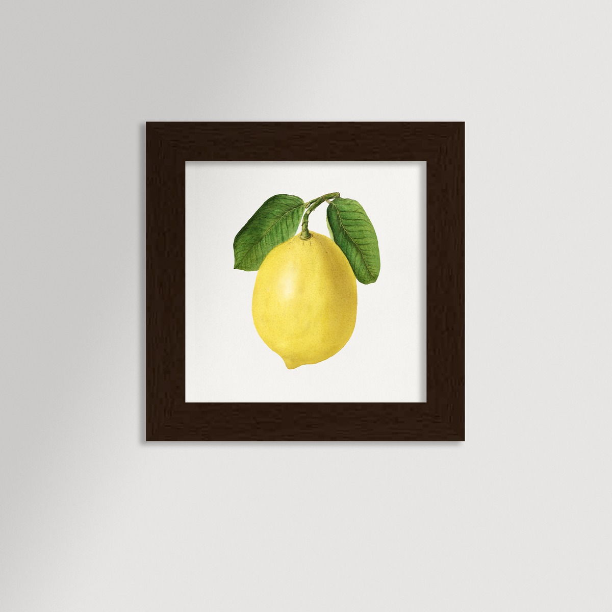 Lemon Illustration Archival Reproduction Art Print