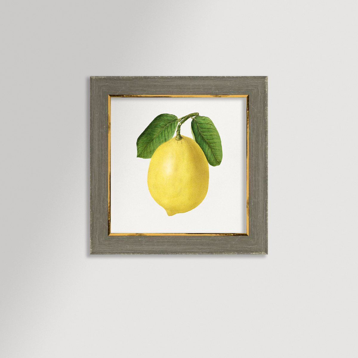 Lemon Illustration Archival Reproduction Art Print