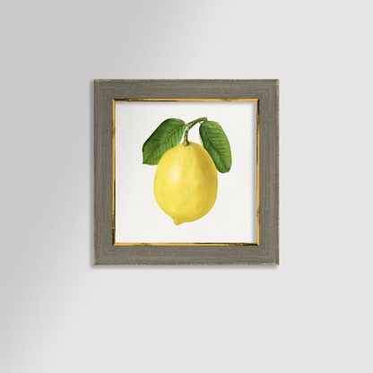 Lemon Illustration Archival Reproduction Art Print