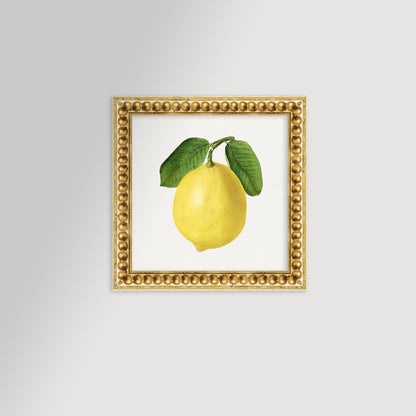 Lemon Illustration Archival Reproduction Art Print