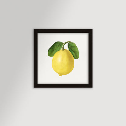 Lemon Illustration Archival Reproduction Art Print