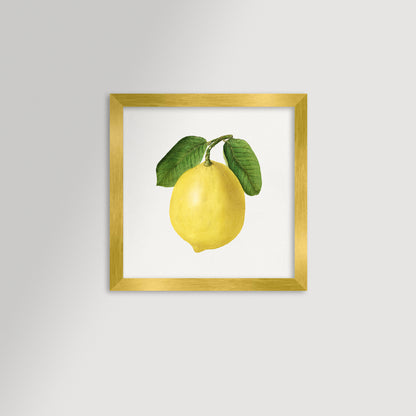 Lemon Illustration Archival Reproduction Art Print