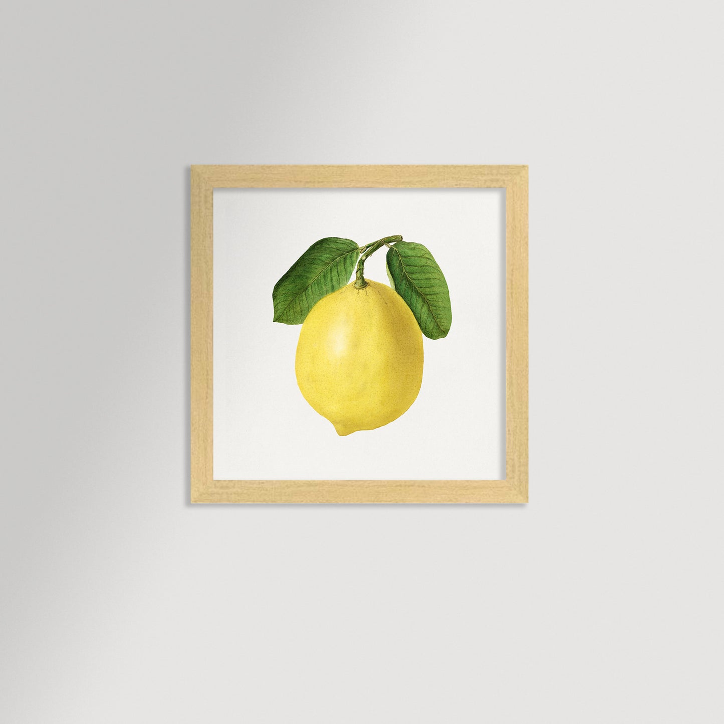 Lemon Illustration Archival Reproduction Art Print