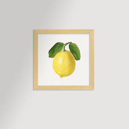 Lemon Illustration Archival Reproduction Art Print