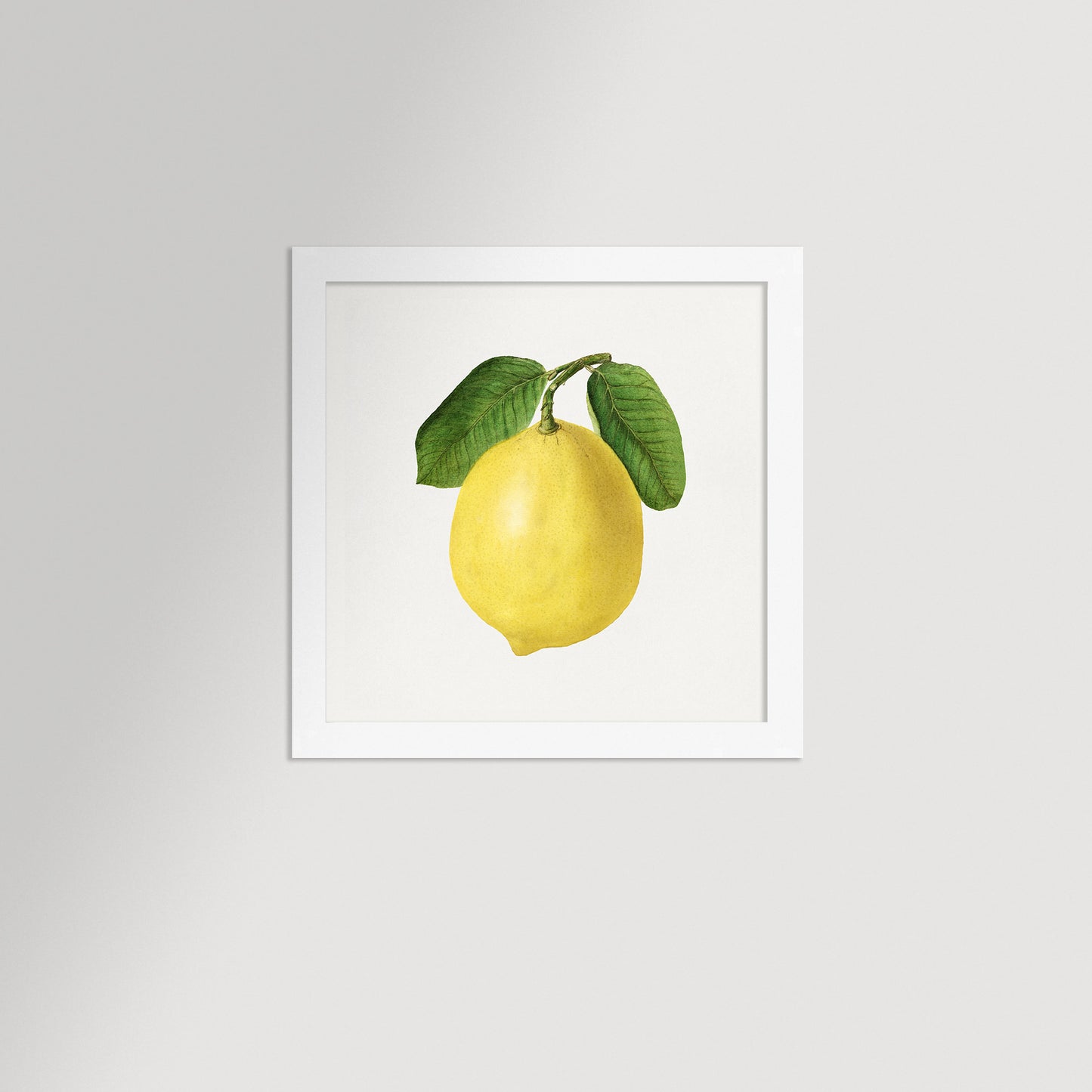 Lemon Illustration Archival Reproduction Art Print