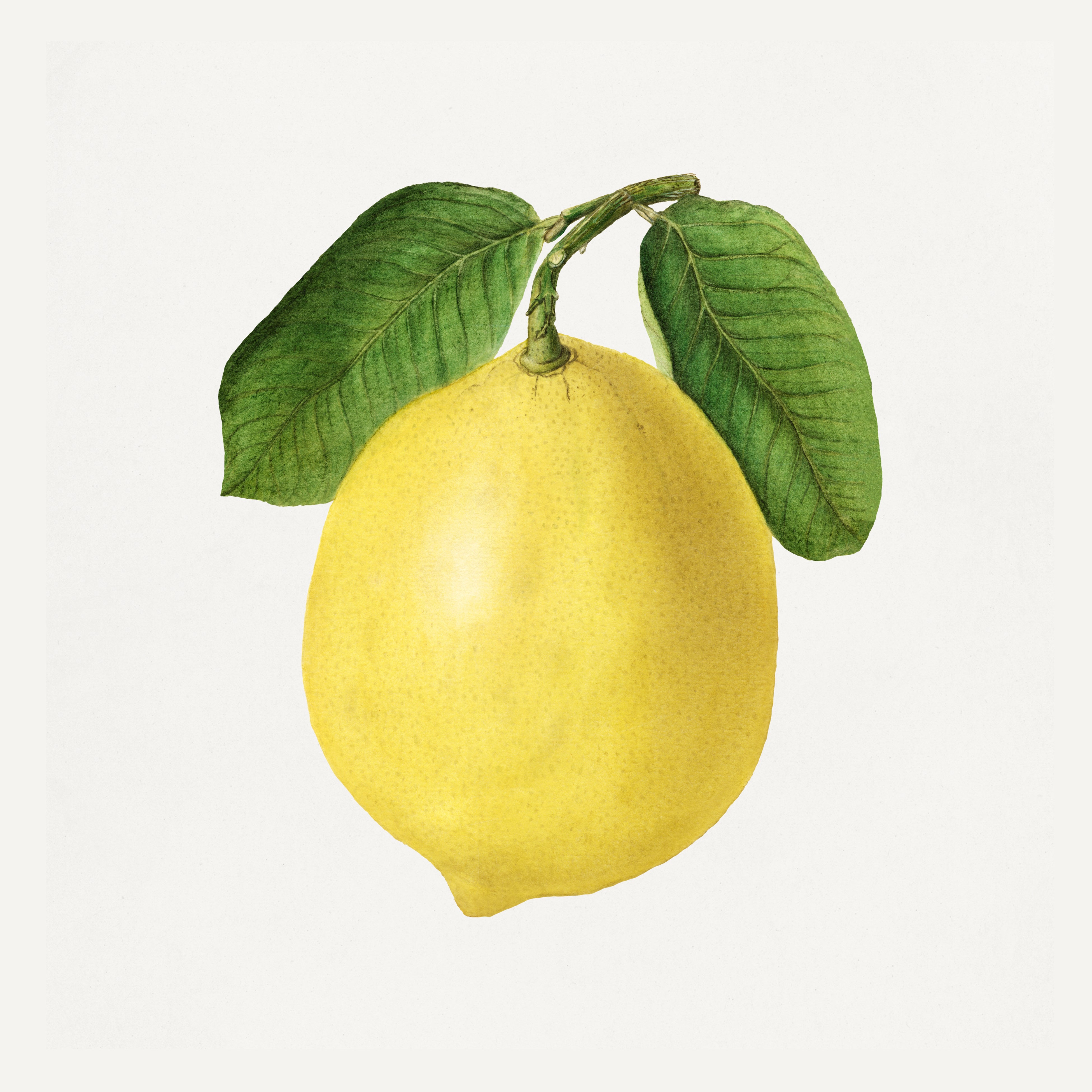Lemon Illustration Archival Reproduction Art Print