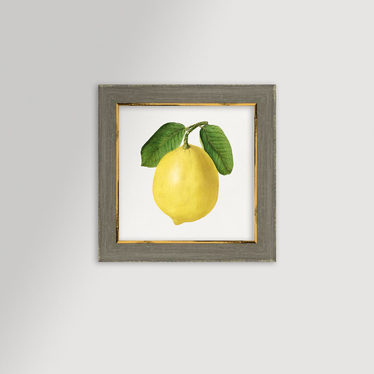 Lemon Illustration Archival Reproduction Art Print