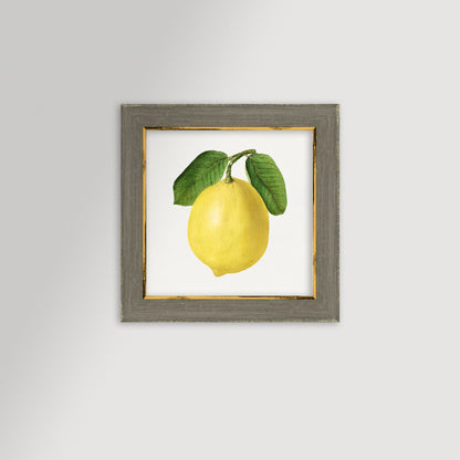 Lemon Illustration Archival Reproduction Art Print