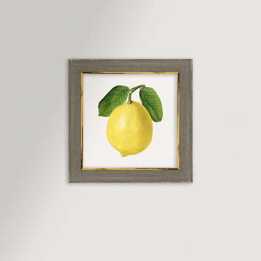 Lemon Illustration Archival Reproduction Art Print