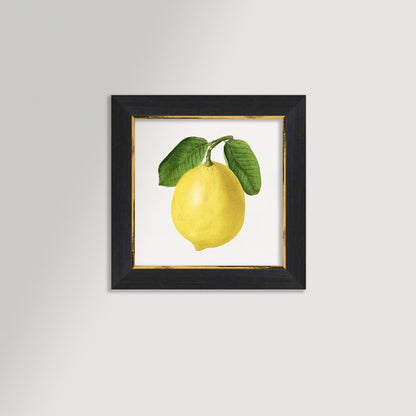 Lemon Illustration Archival Reproduction Art Print