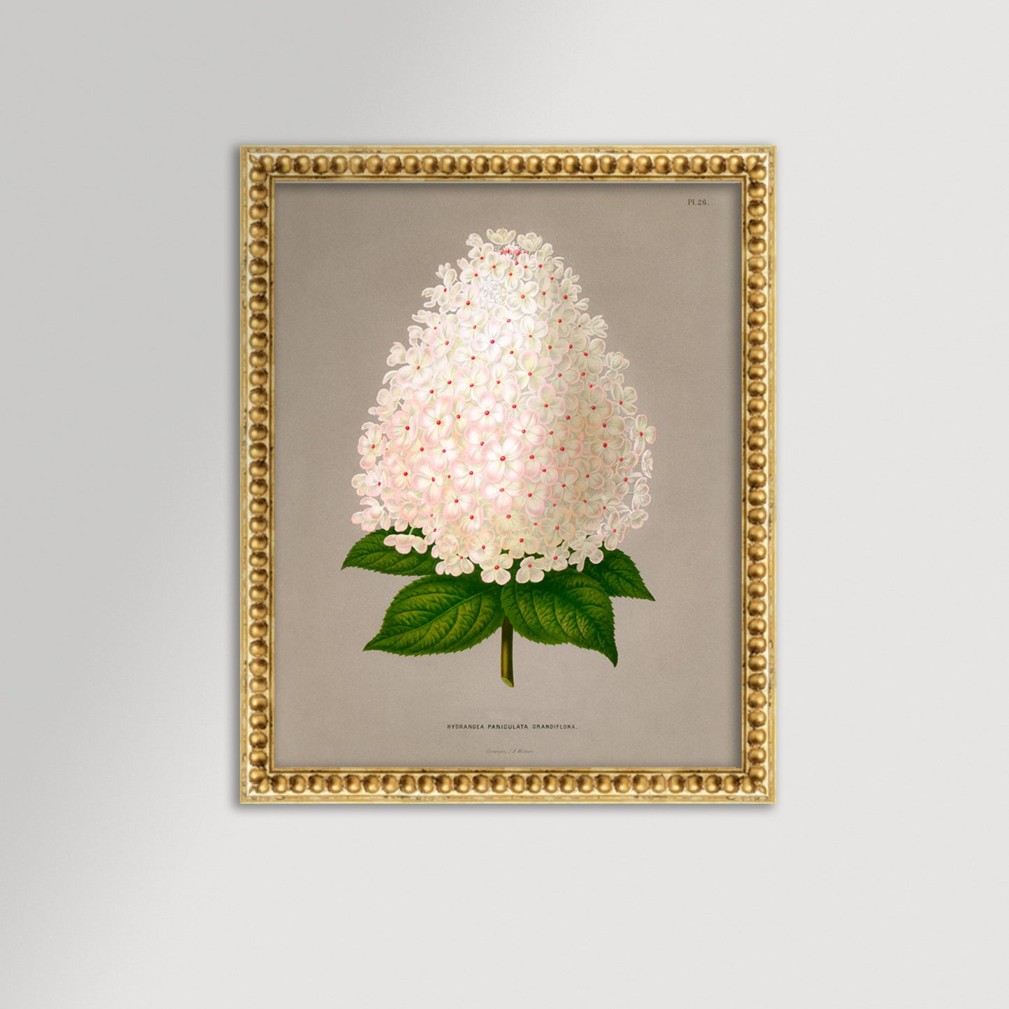 Hydrangea Illustration Archival Reproduction Art Print