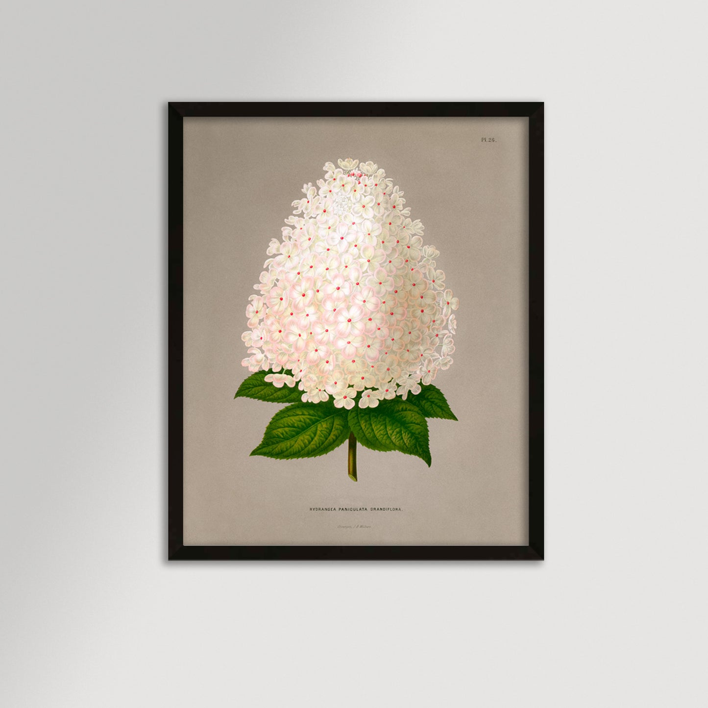 Hydrangea Illustration Archival Reproduction Art Print