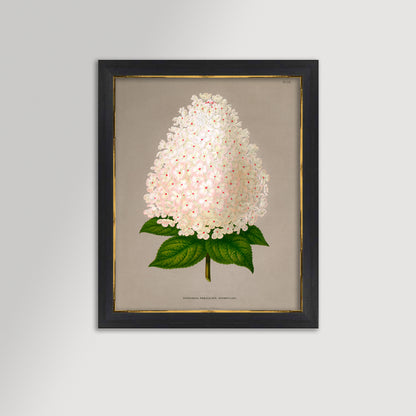 Hydrangea Illustration Archival Reproduction Art Print