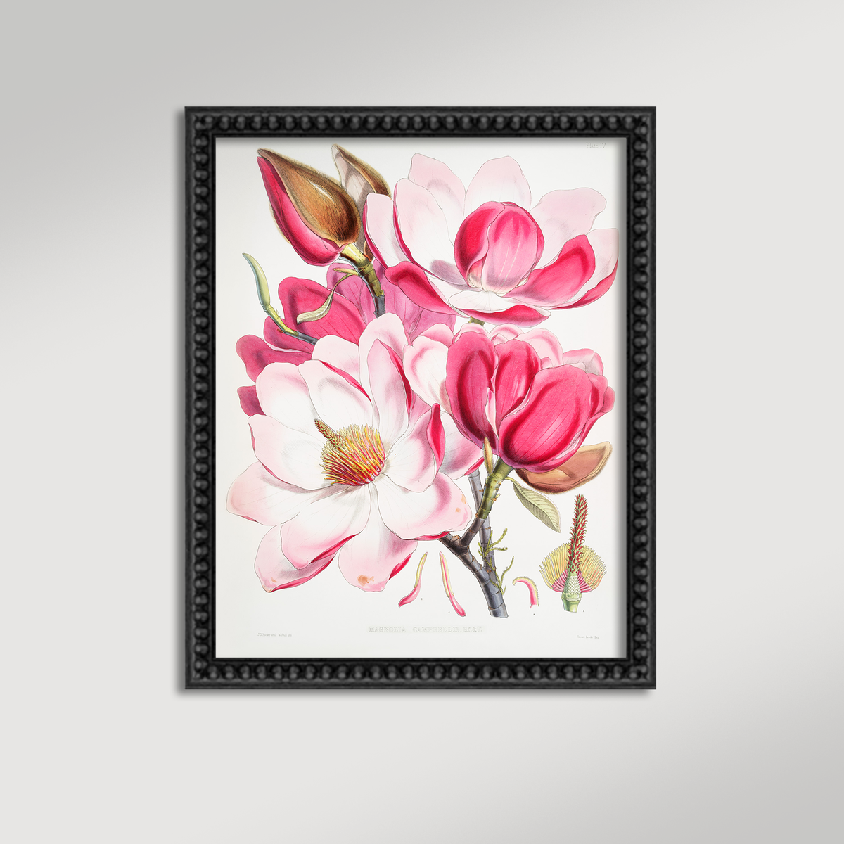 Magnolia Illustration Archival Reproduction Art Print