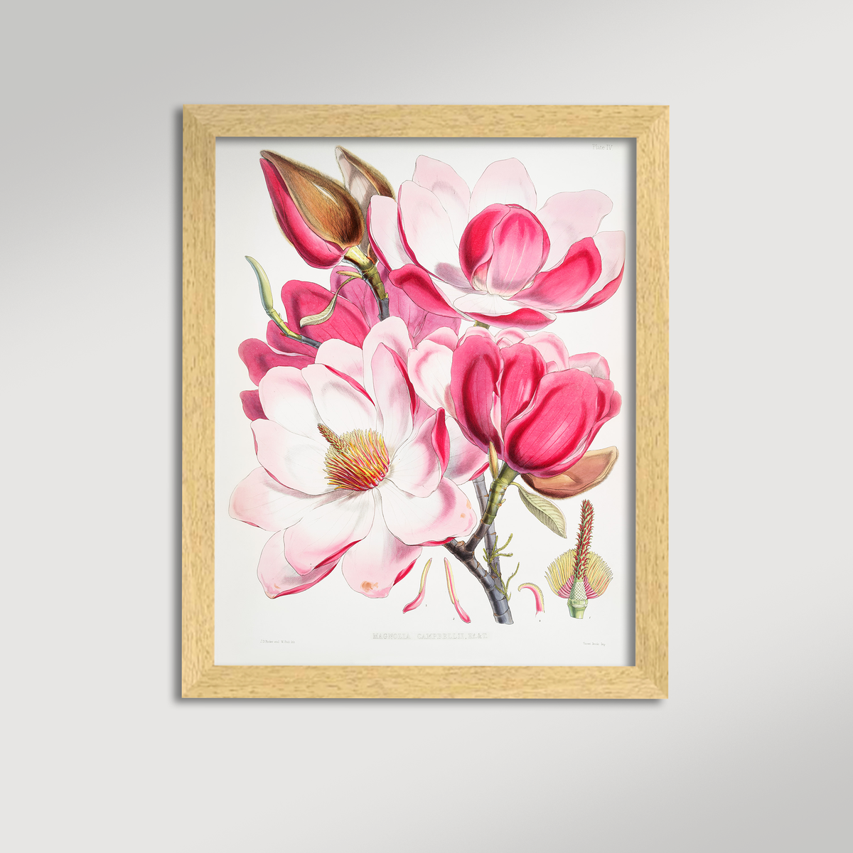 Magnolia Illustration Archival Reproduction Art Print