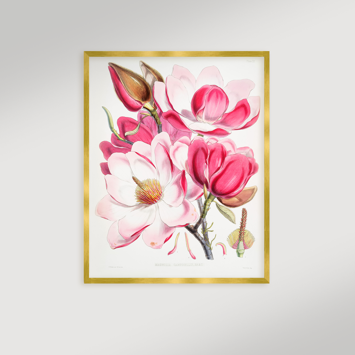 Magnolia Illustration Archival Reproduction Art Print