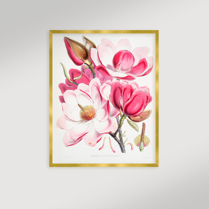 Magnolia Illustration Archival Reproduction Art Print