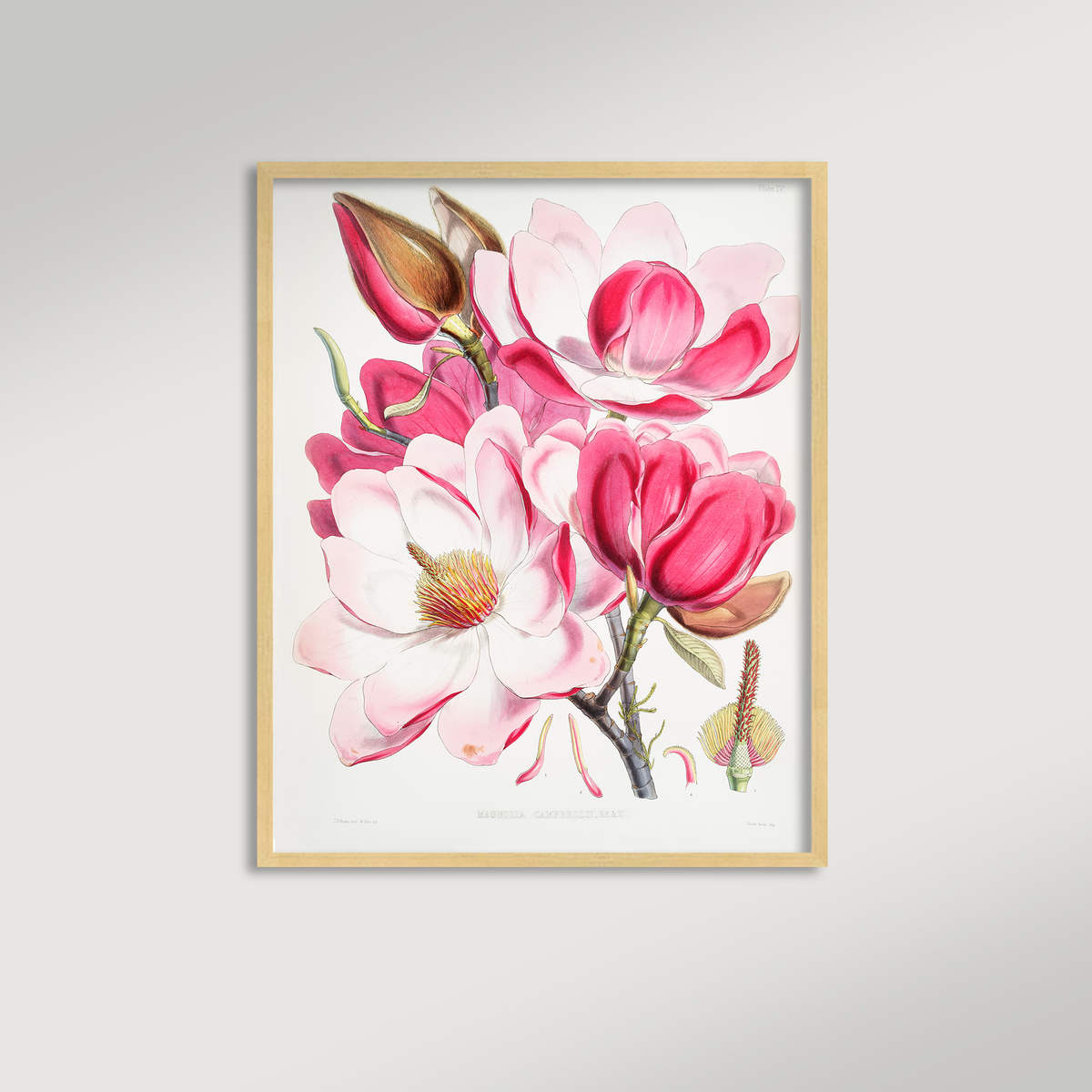Magnolia Illustration Archival Reproduction Art Print