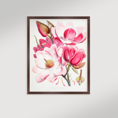 Magnolia Illustration Archival Reproduction Art Print