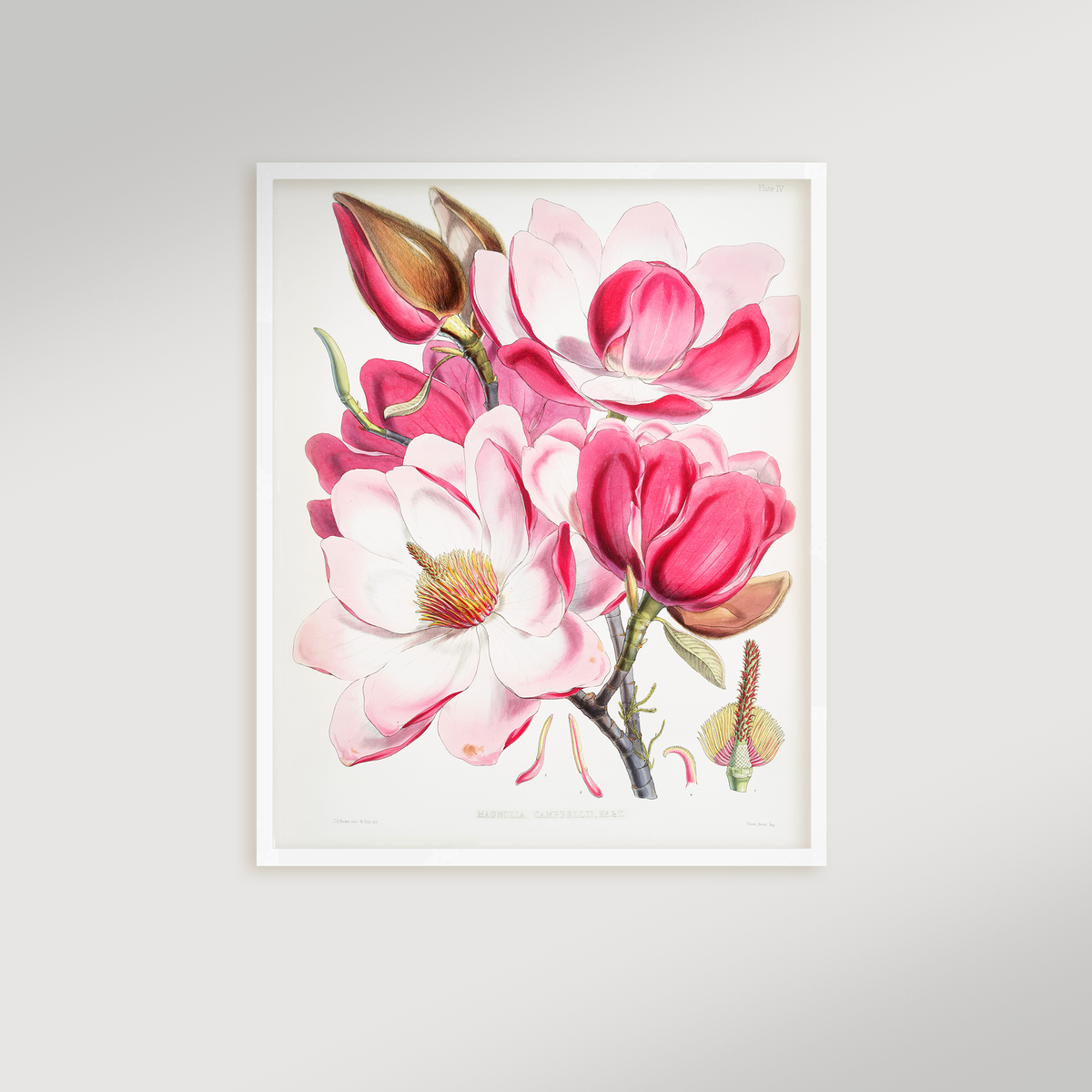 Magnolia Illustration Archival Reproduction Art Print