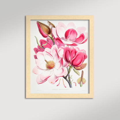 Magnolia Illustration Archival Reproduction Art Print