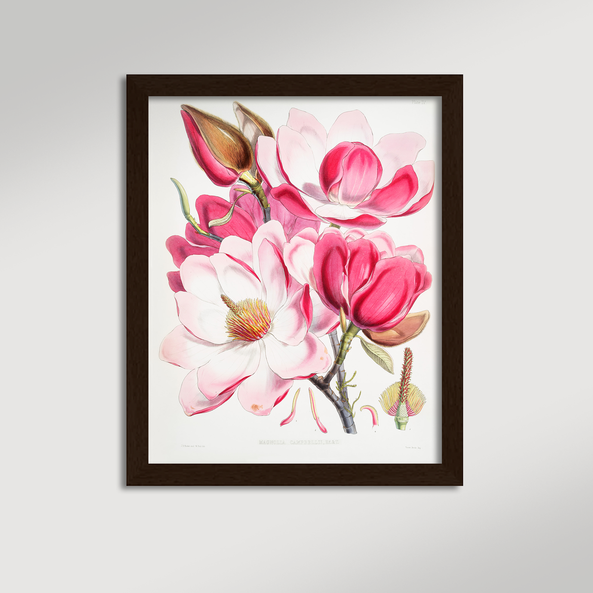 Magnolia Illustration Archival Reproduction Art Print