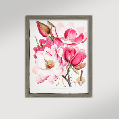Magnolia Illustration Archival Reproduction Art Print