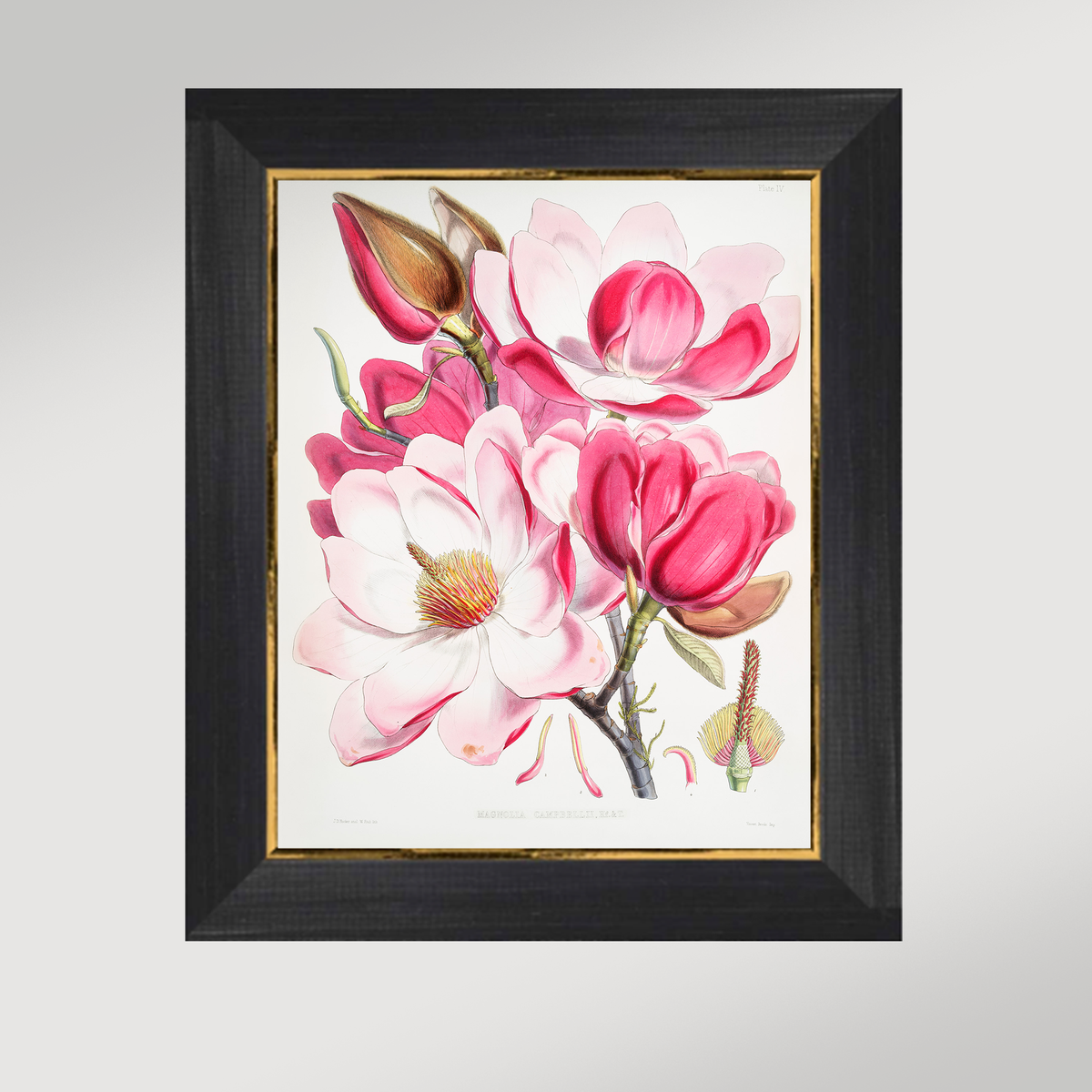 Magnolia Illustration Archival Reproduction Art Print