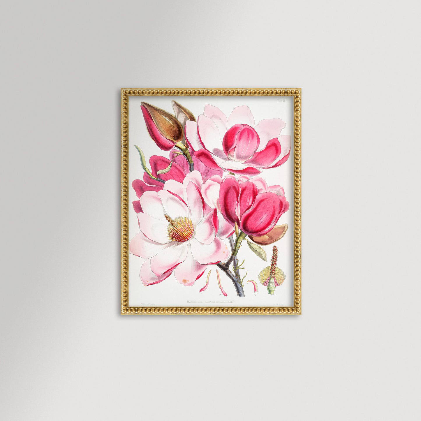 Magnolia Illustration