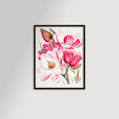 Magnolia Illustration