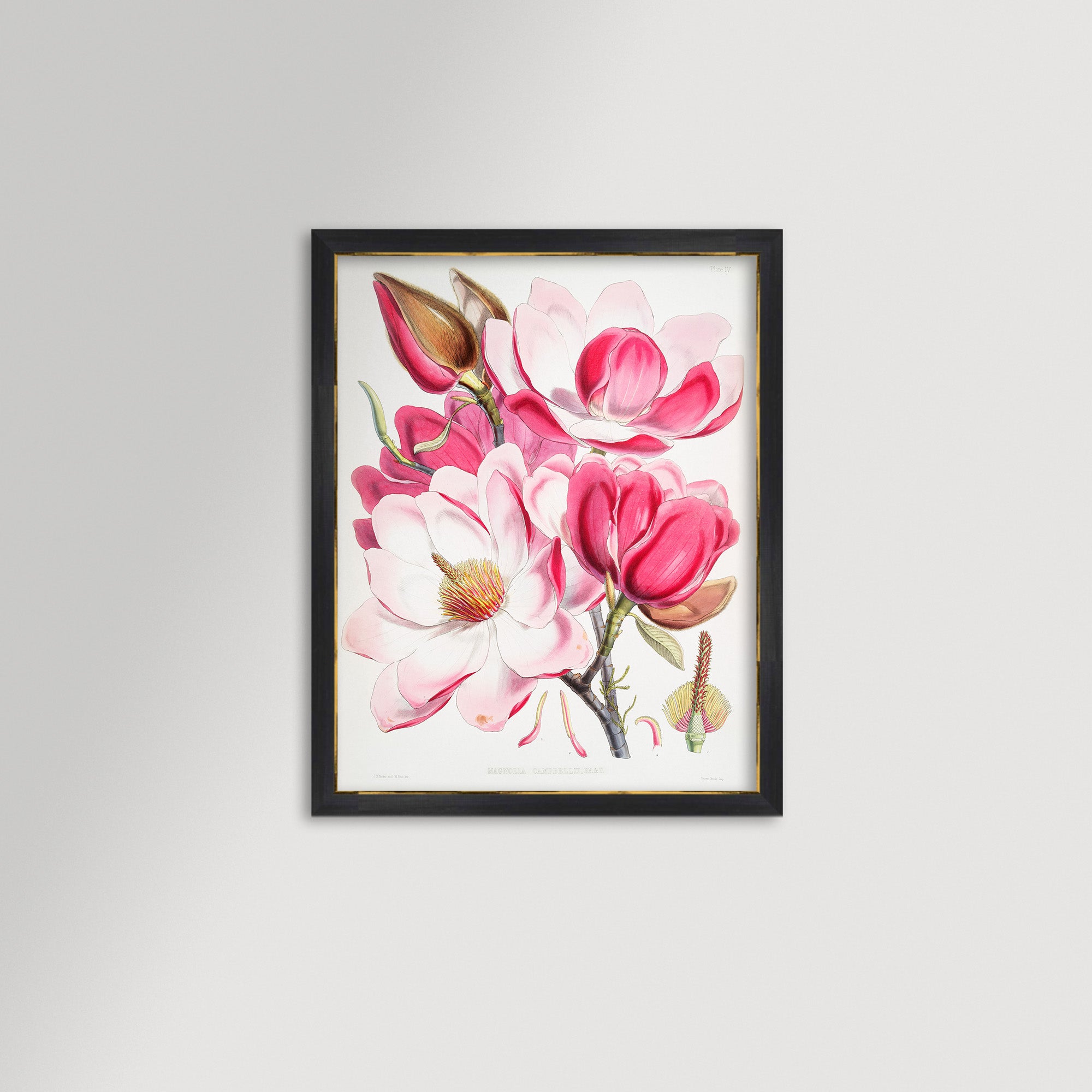 Magnolia Illustration Archival Reproduction Art Print