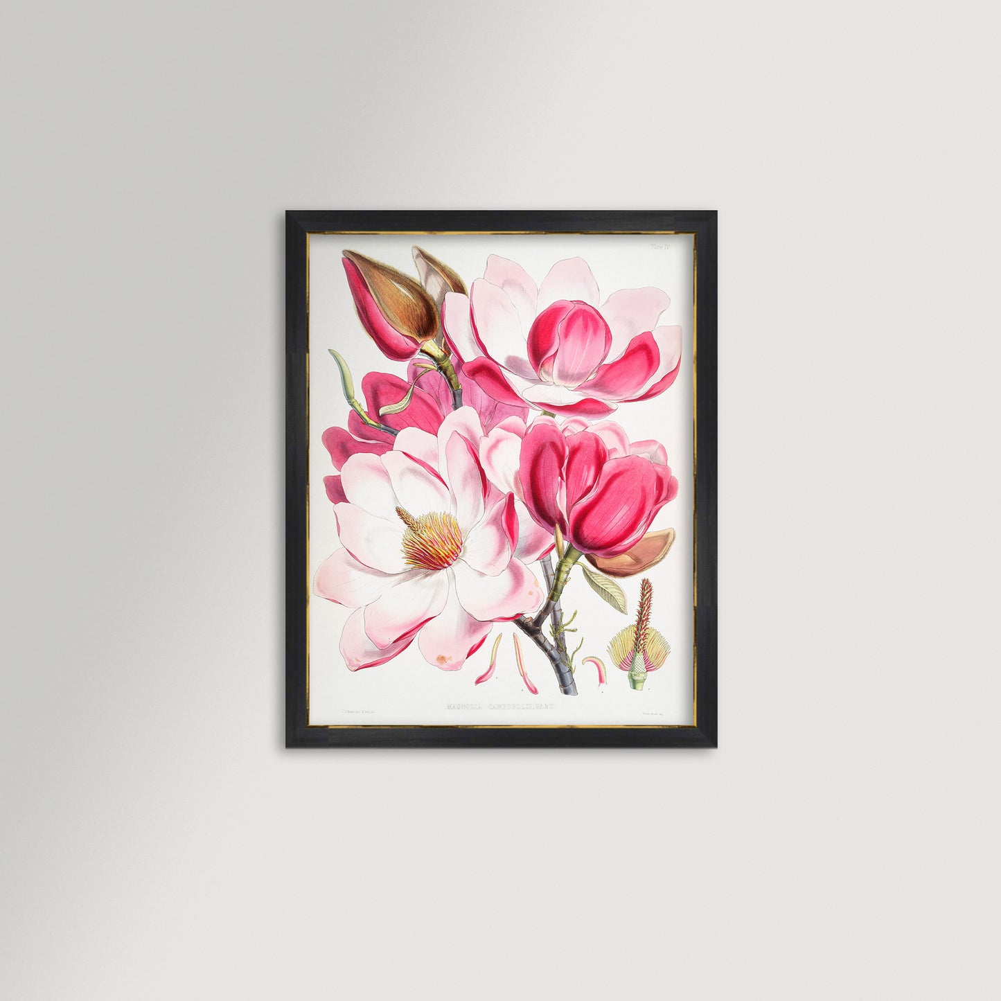 Magnolia Illustration