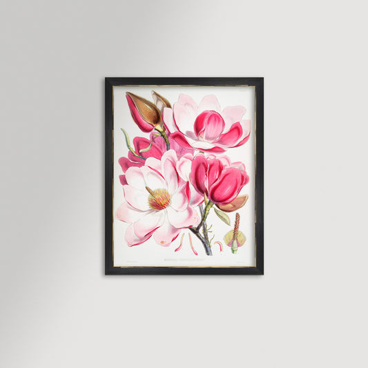 Magnolia Illustration Archival Reproduction Art Print