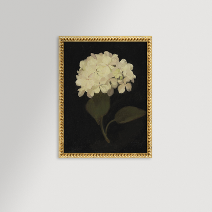 Hydrangea Black Archival Reproduction Art Print