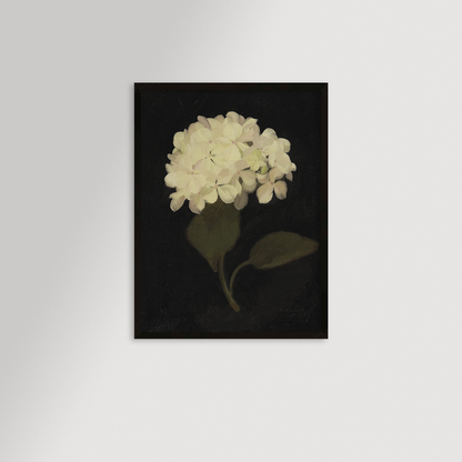 Hydrangea Black Archival Reproduction Art Print