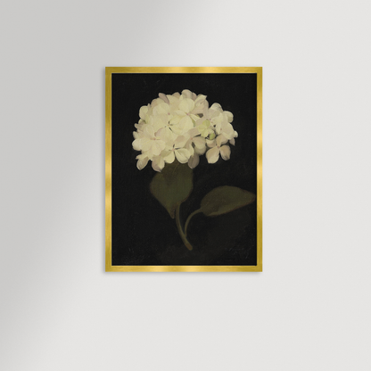 Hydrangea Black Archival Reproduction Art Print