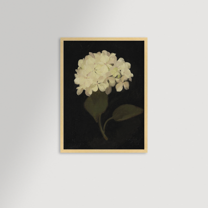 Hydrangea Black Archival Reproduction Art Print