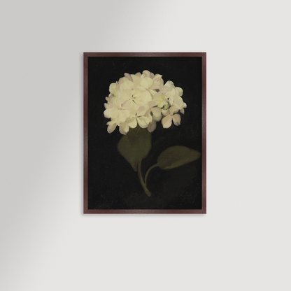 Hydrangea Black Archival Reproduction Art Print