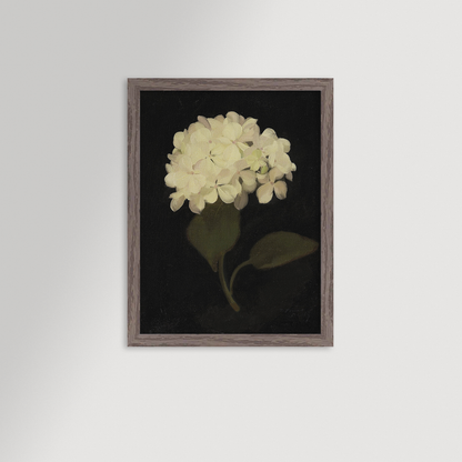 Hydrangea Black Archival Reproduction Art Print