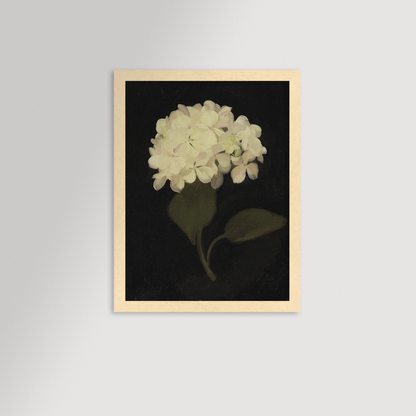 Hydrangea Black Archival Reproduction Art Print