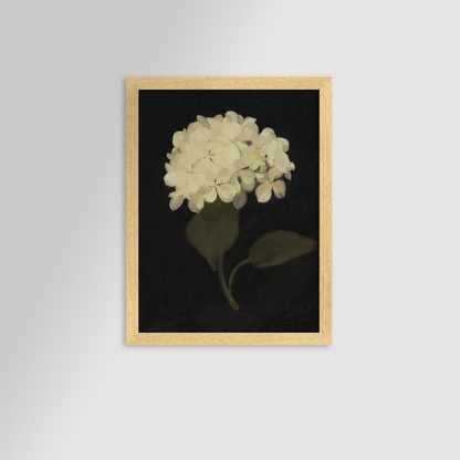Hydrangea Black Archival Reproduction Art Print