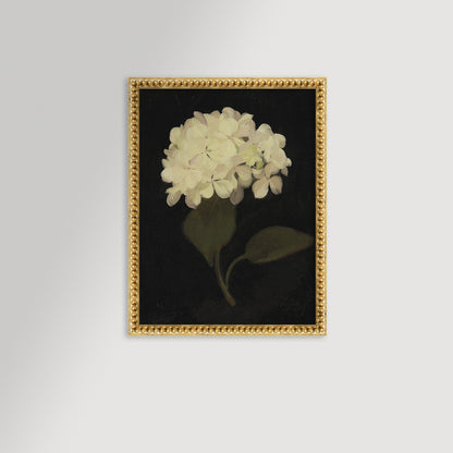 Hydrangea Black Archival Reproduction Art Print