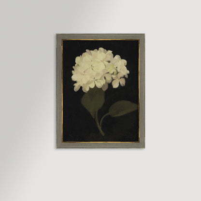 Hydrangea Black Archival Reproduction Art Print