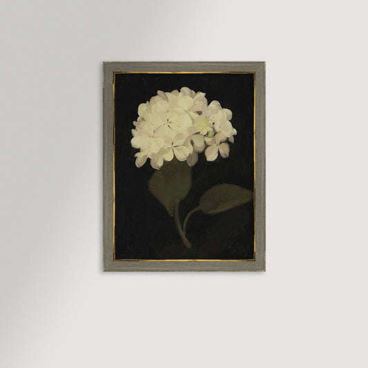 Hydrangea Black Archival Reproduction Art Print