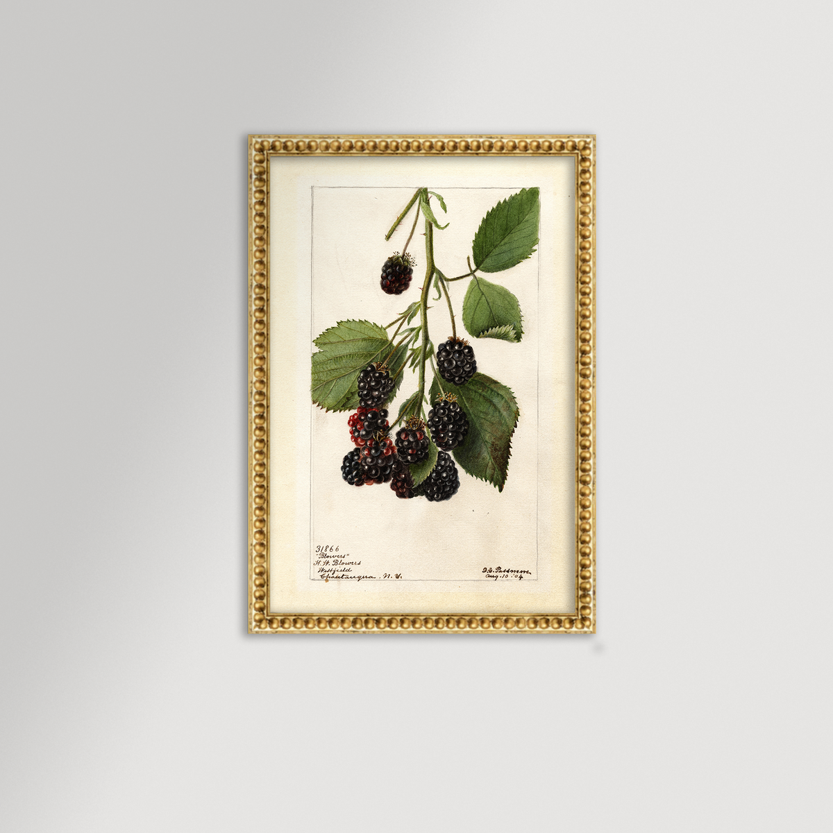 Blackberries Botanical Archival Reproduction Art Print (Copy)