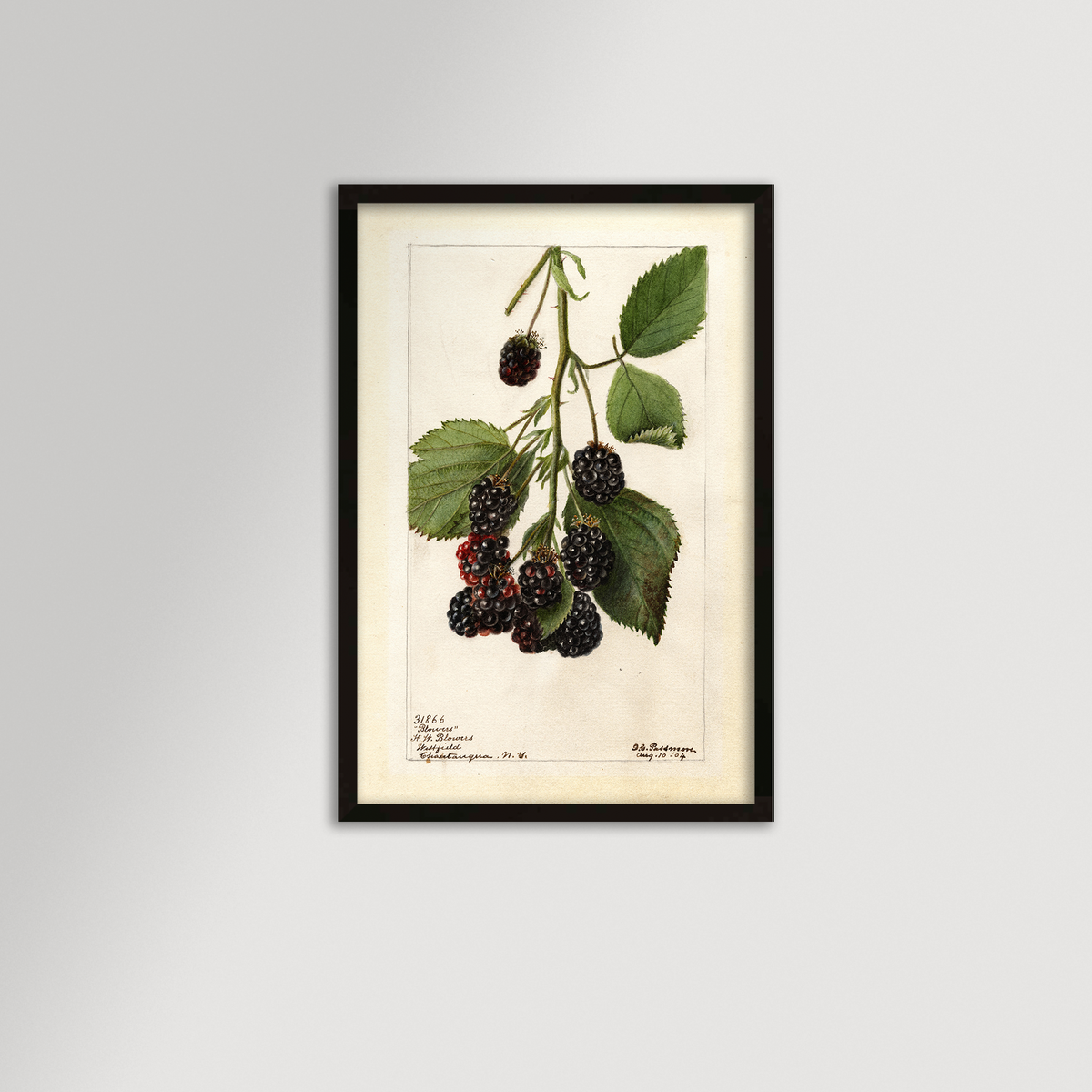 Blackberries Botanical Archival Reproduction Art Print (Copy)