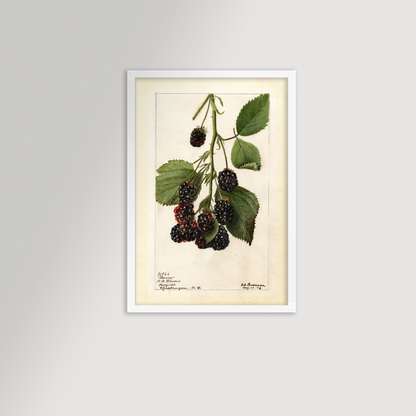 Blackberries Botanical Archival Reproduction Art Print (Copy)