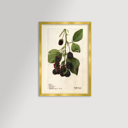 Blackberries Botanical Archival Reproduction Art Print (Copy)