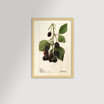 Blackberries Botanical Archival Reproduction Art Print (Copy)